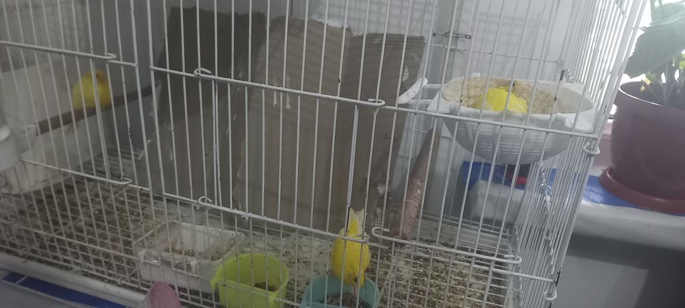 Канарейка сайроки кушлари