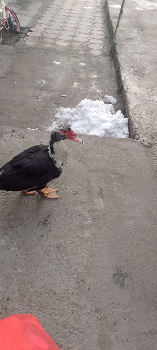 Товуклар вам индиутка сотилади