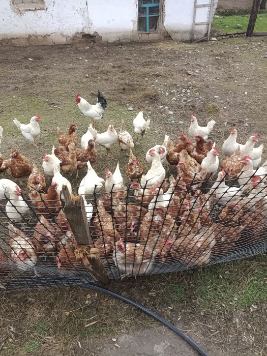 Сатлады 11 12 аилык