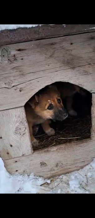 Щенкам нужен дом