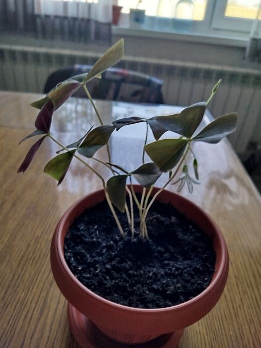 Продается цветы кислица(бабочки).