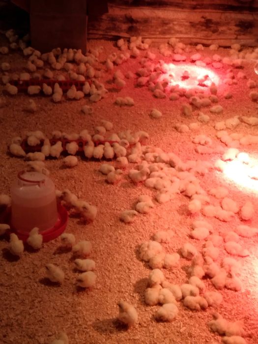 Продаю циплят бролеров