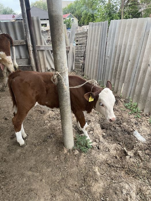Продам корову молочную