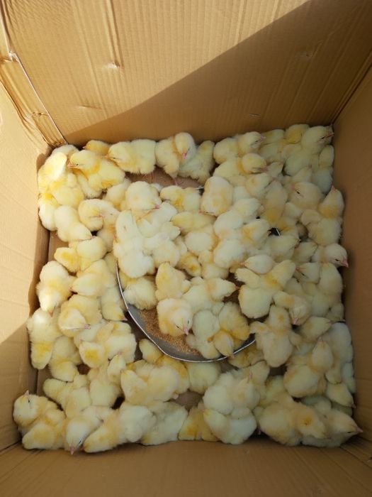 Продам домашних бройлеров