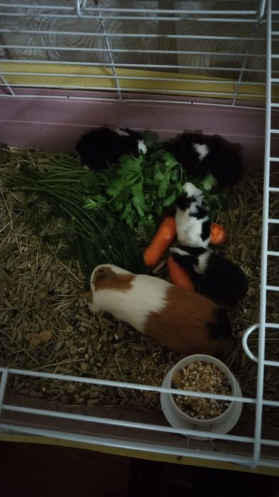 Морские свинки-щенки