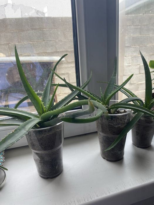 Цветы Алоэ 300.