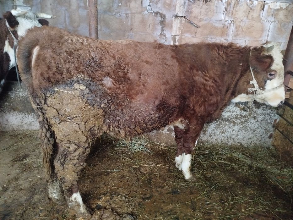 Бука сатылады 2 жаста