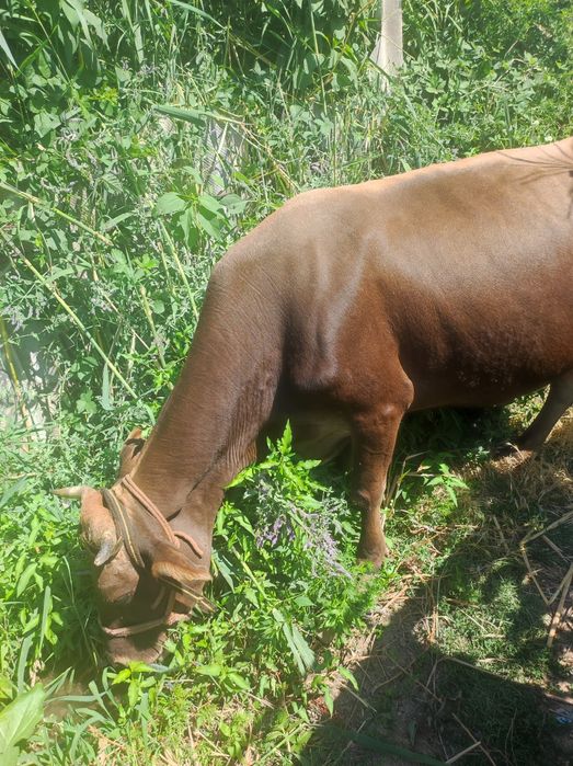 Shvet sigir sotiladi qisir