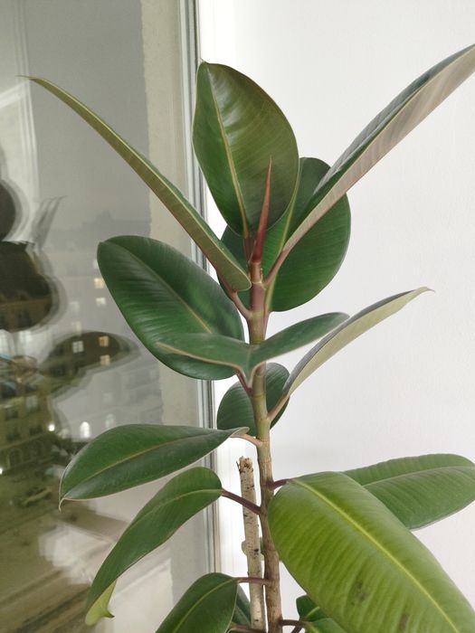 Комнатная цветок фикус