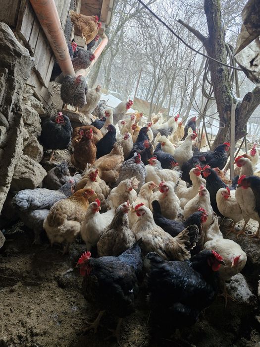 Ouă de incubat  wyandotte auriu. Wyandotte gri  auriu și  găini  color