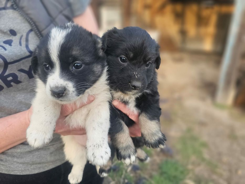 Щенки в самые добрые руки