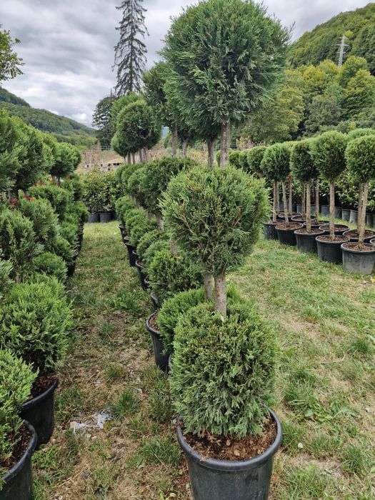 Tuia leylandii gazon rulou super oferta