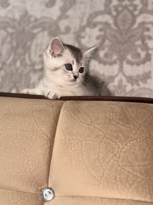 Серебристая шиншила