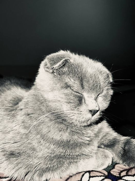 Mushuk sotiladi 200$ Fargona