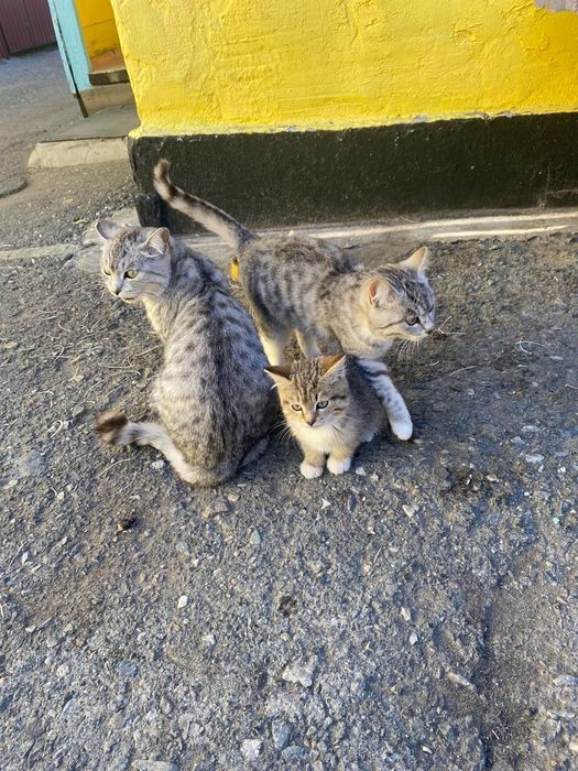 Отдам котят в добрые руки