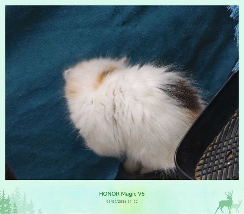 Котенок домашний, 4 месяца