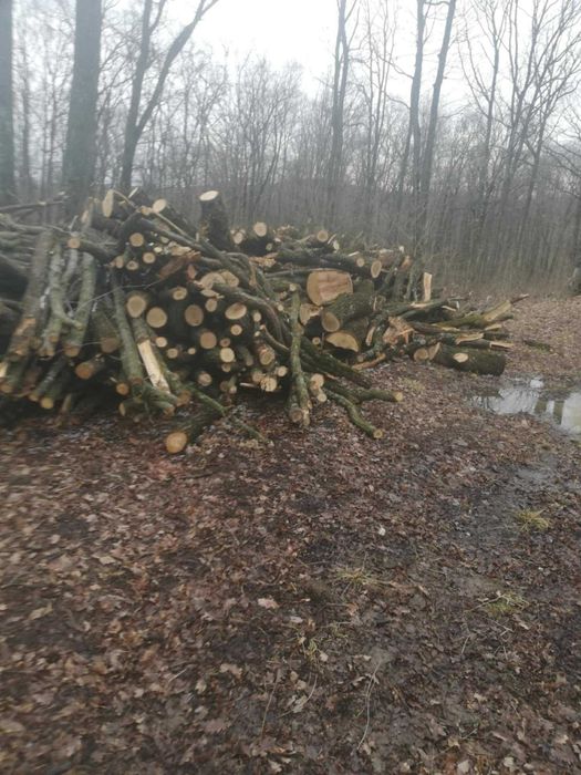 Lemne de foc - esență tare