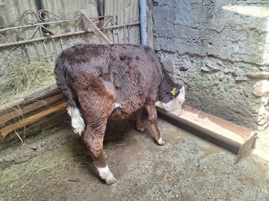 Vând vițică 3.5 luni
