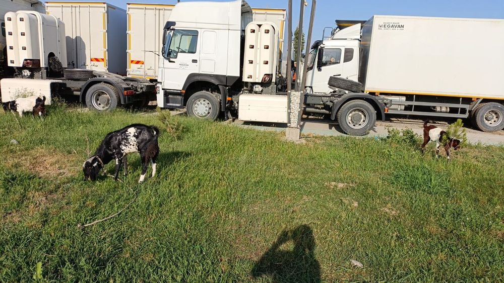 Зоти тоза Битал ечки Така