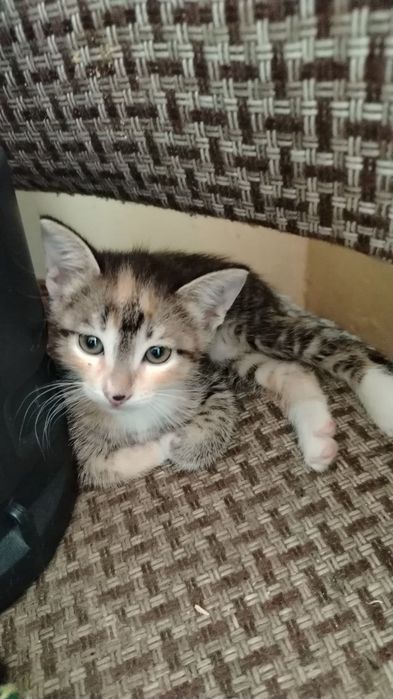 Красивые котята отдаем в хорошие руки