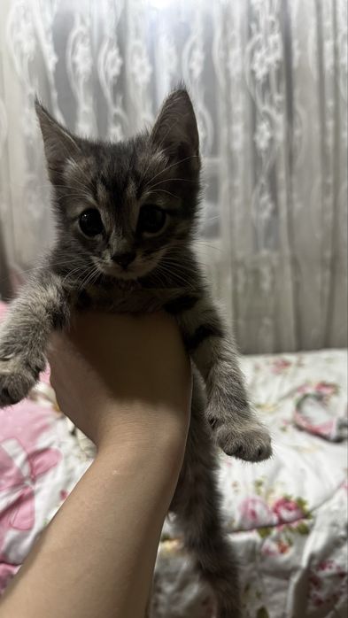 Котята Мушу боллари огил болла