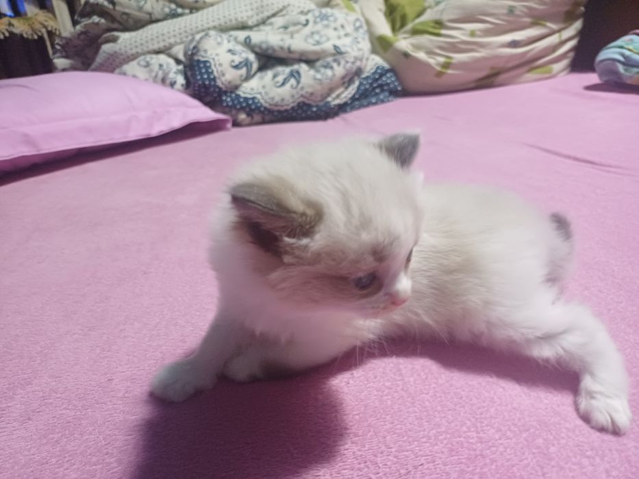 Котята ищут хозяев