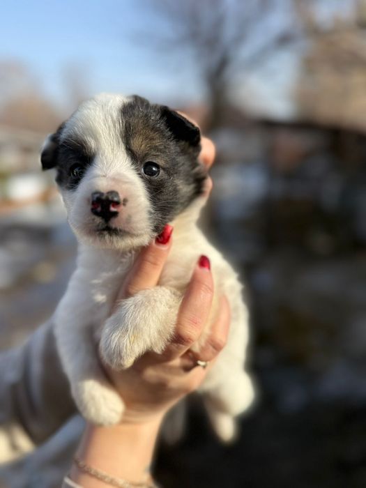 Отдам щеночка девочку