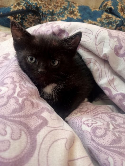 Отдам котенка...