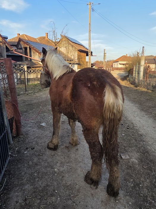 De vanzare manz din parinti ardenezi