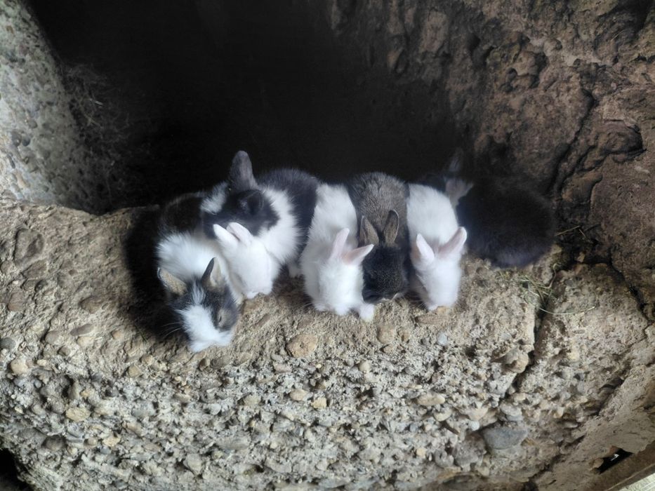 Iepurași pitici o lună