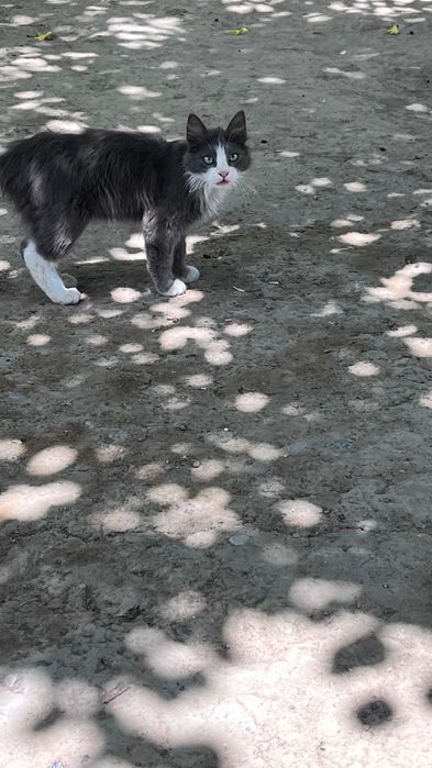 Продам Сибирского кота