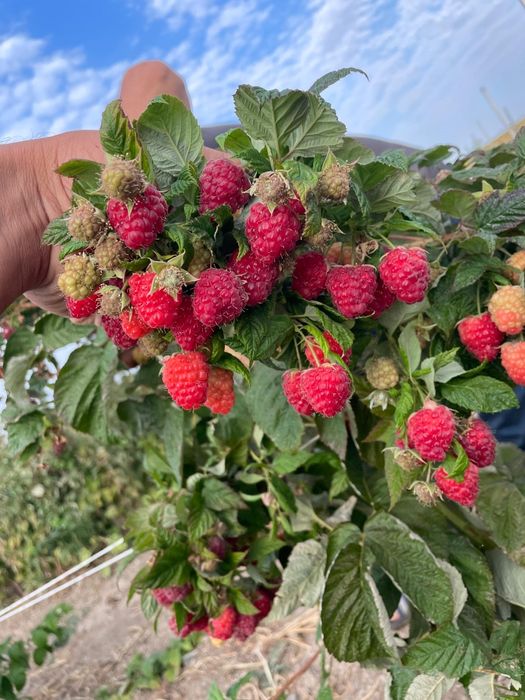 Малина хороший сорт