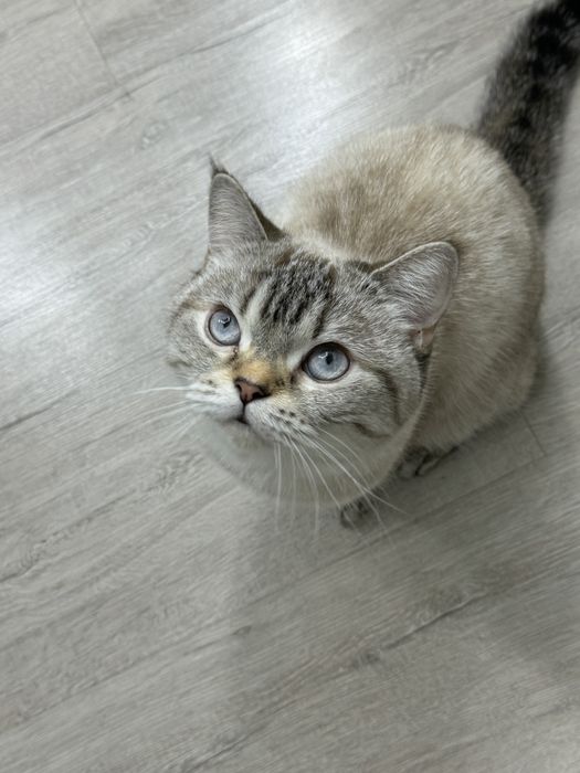 Отдам породистую кошечку