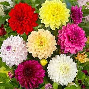 Цветя от производители