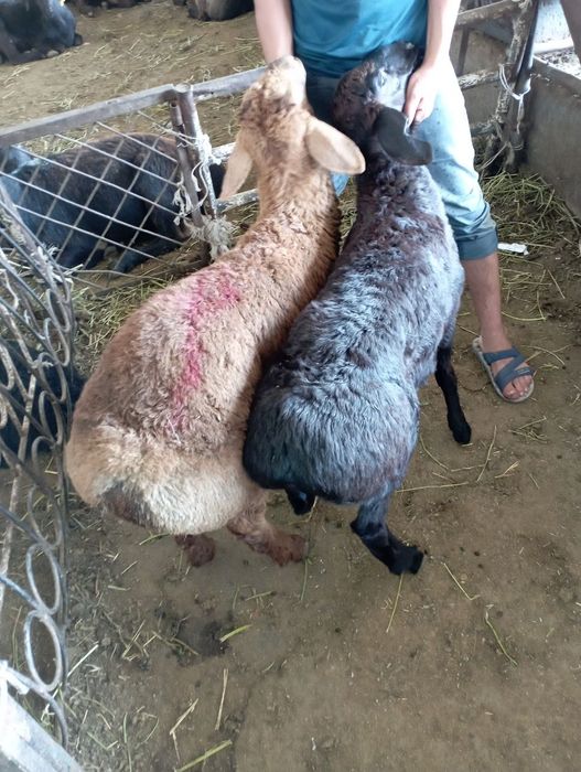 Qassob servis xizmati,sogʻlom boqilgan qo'chqor bor dastafka xizmat ic