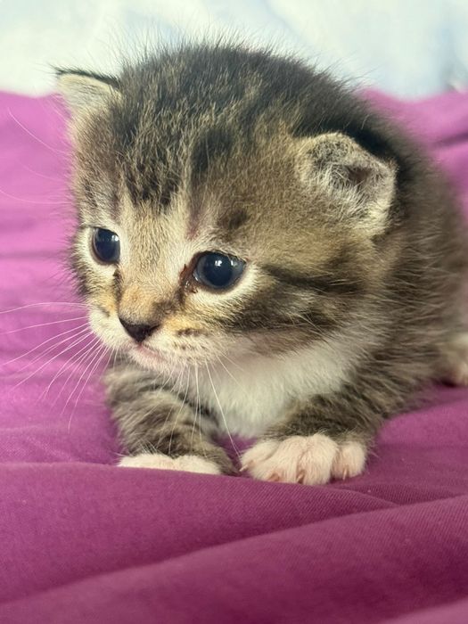 Отдам котят девочки остались