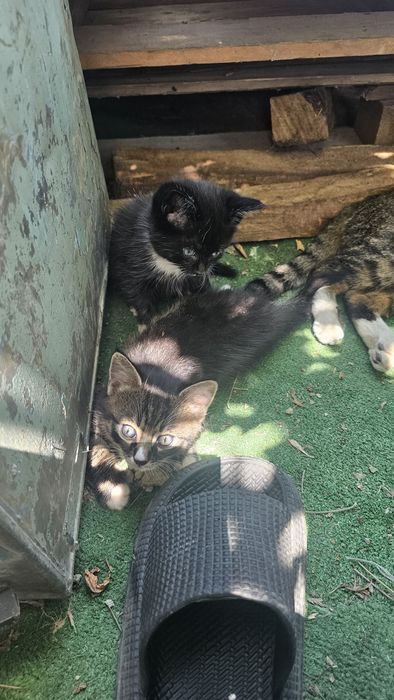 Котята. Коты. Кошки. Дети кошки