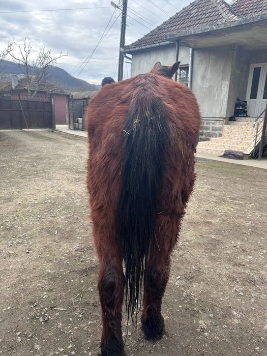 Vând cal , calul este mai bătrân