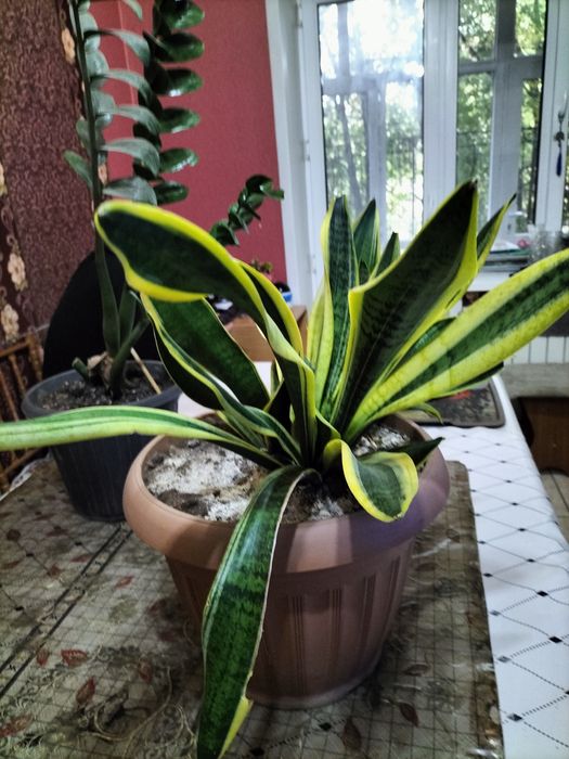 Продам цветы комнатные Сансивьерии.