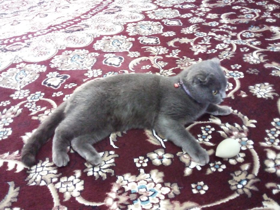 Tailand tranny porno videolar