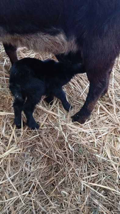 Vând 130 de capre și 4 țapi foarte bune le dau din cauza timpului