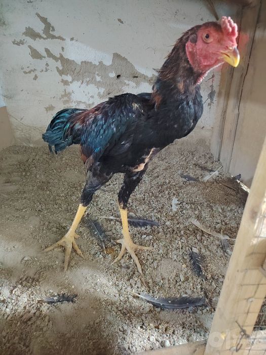 Juja xoroz sotiladi