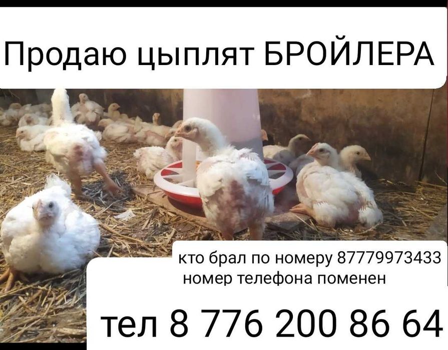 Цыплята бройлер, недельные. г. Алтай