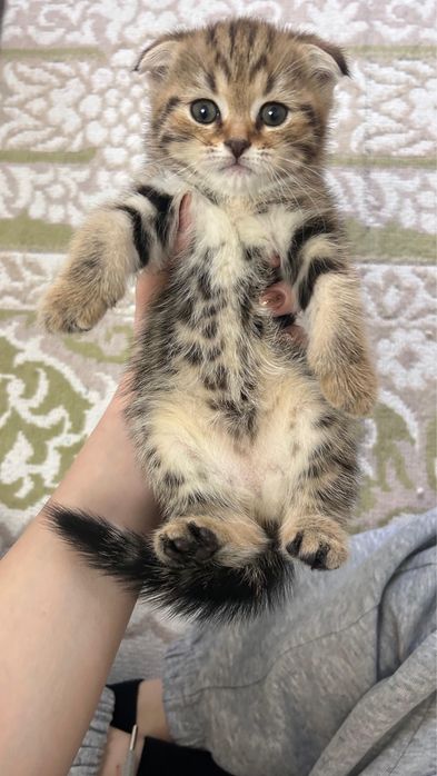 отдам котят в хорошие руки
