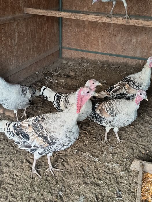 Vând curci  de țară.