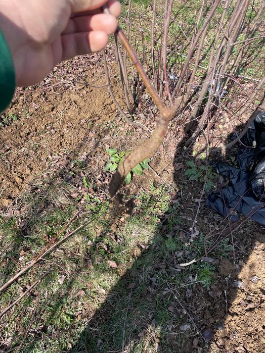 Butasi afin canadian Saskatoon, lavanda.