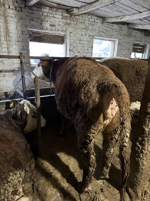 Семіз сиыр сатылады