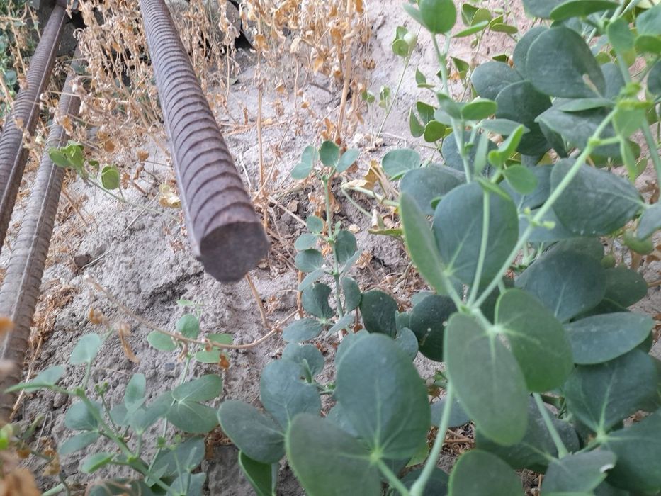 Норвонча, болор ,арматура, 11 метрлик турба 500 лик сотмоади