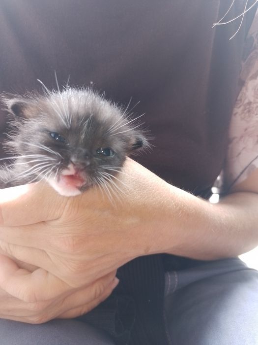 Отдам в добрые руки котенка