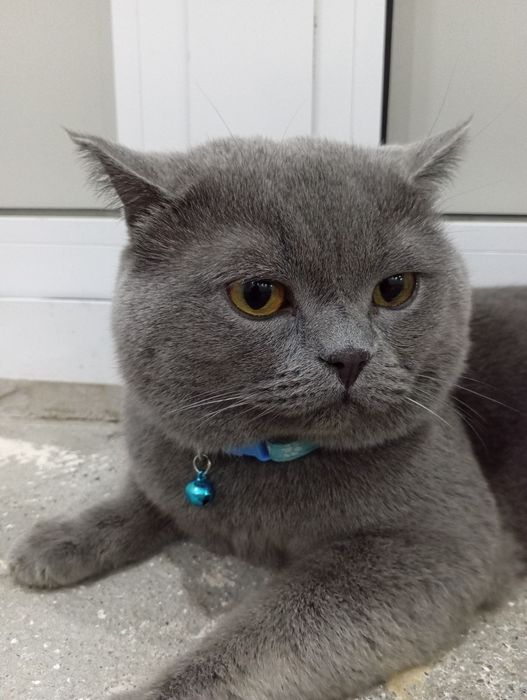 Vyazkaga Britan (toza qon)